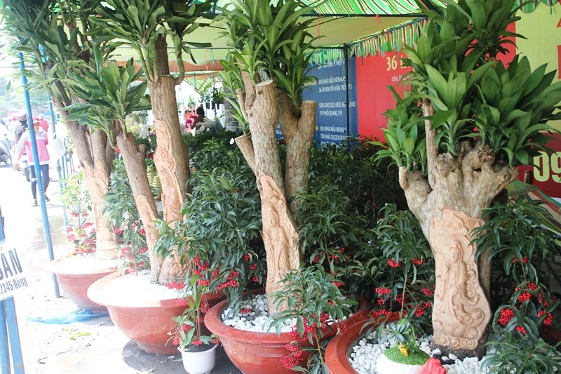 Độc đáo cây phát tài khắc hình Phật tại chợ hoa Sài Gòn ảnh 6